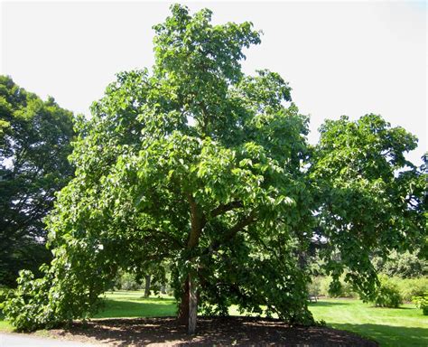 mulberry tree in china